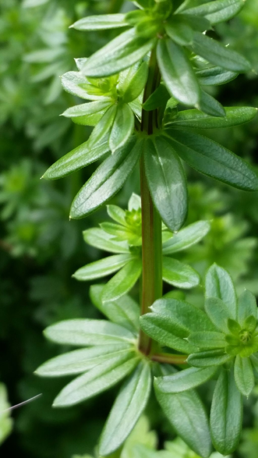 Galium mollugo (Rubiaceae)